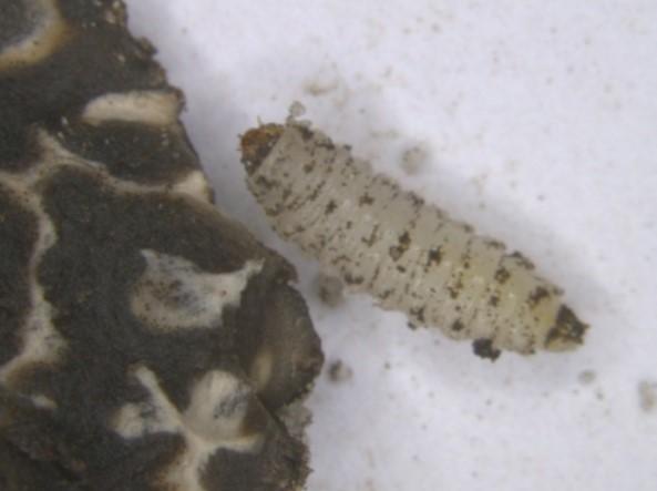 Australian truffle beetle larva