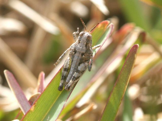 Urnisa grasshopper nymph