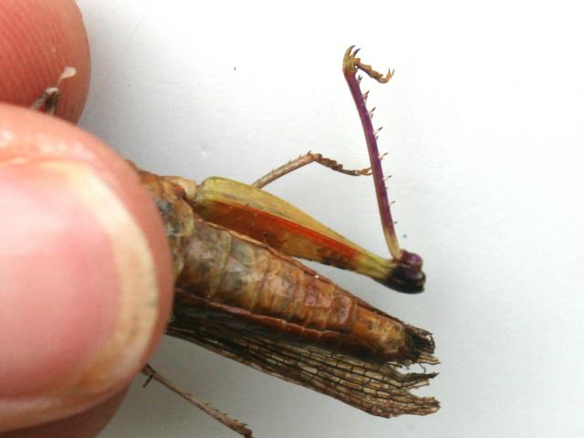 Back leg of adult Urnisa grasshopper