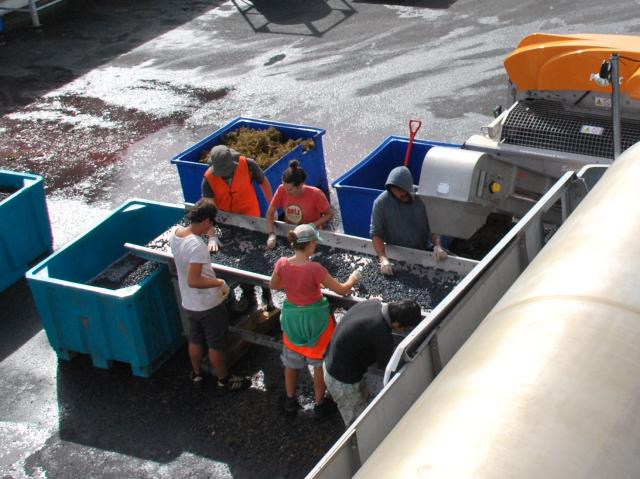 Winery workers sorting grapes