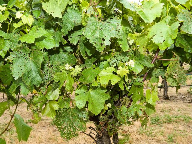 Garden weevil leaf damage in the canopy of winegrapes in early summer
