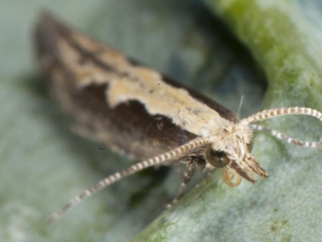 An adult diamondback moth