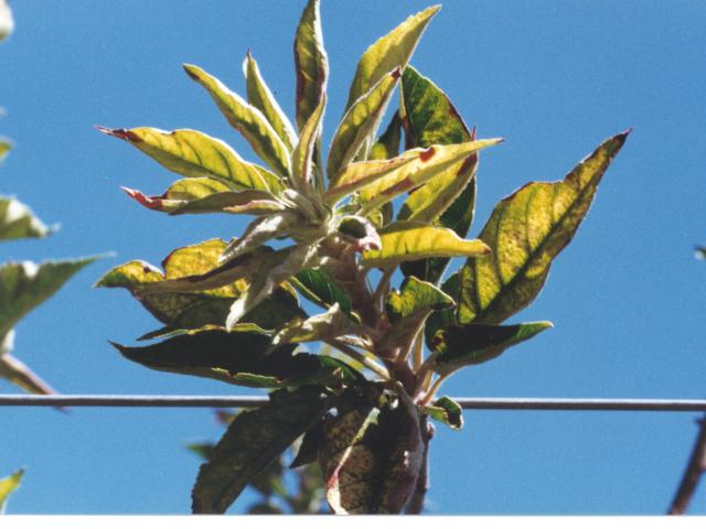 Zinc deficiency symptoms on apple leaves include yellowing