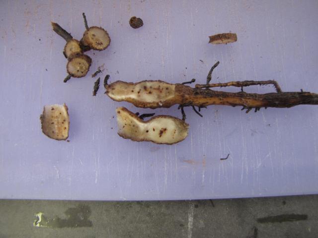 Banana roots showing the internal spotting characteristic of infection by root-knot nematode