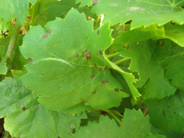 Grape leaf showing the small circular lesions which appear on young leaves early in spring