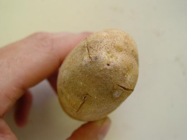 Shatter bruise on a Russet Burbank potato showing breaks to the skin