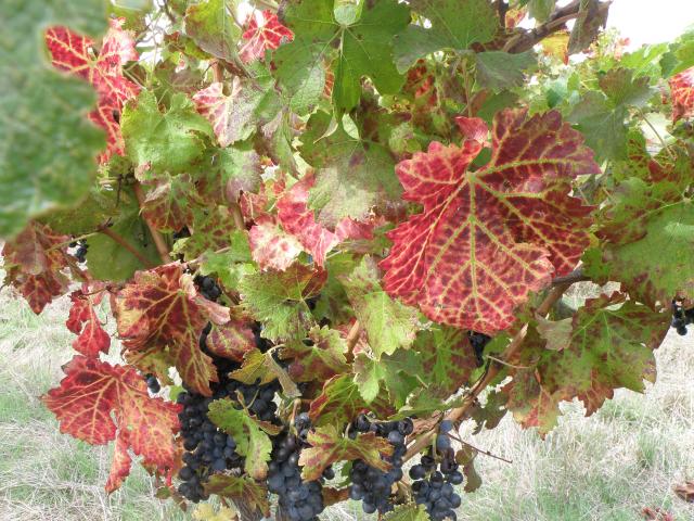 GLRaV in Cabernet sauvignon vines