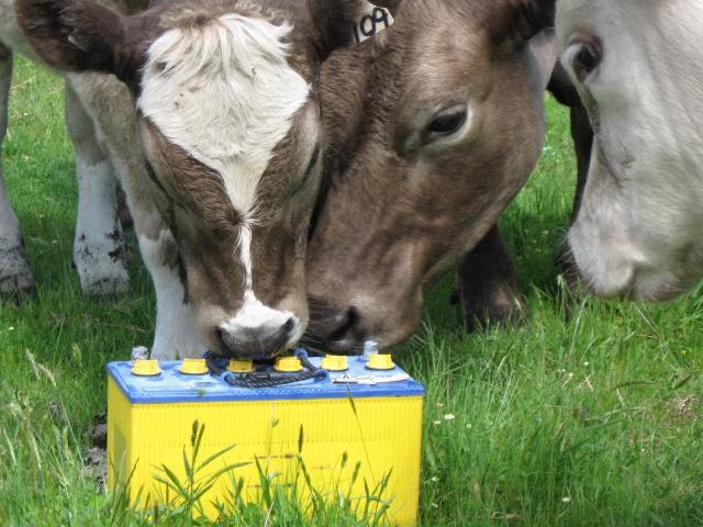 cow investigating battery