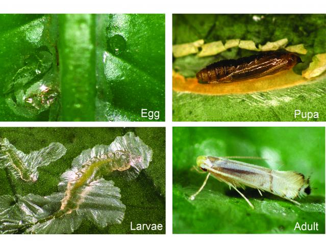 Citrus leafminer life cycle includes egg, pupa, larva to adult