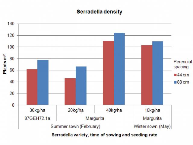Graph illustrating summer sown Margurita serradella, at 40kg/ha, yielding greater plant/m2 density than winter sown Margurita serradella.