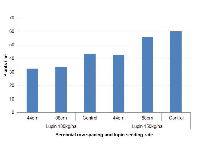 Graph showing positive correlation between perennial row spacing and lupin seeding rate.