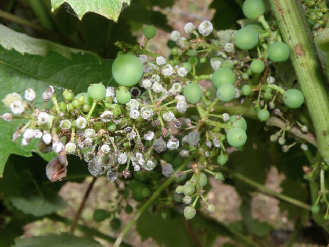 A grape bunch with several berries infected with downy mildew as evidenced by the white down on the berries