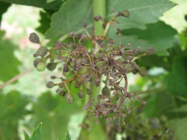 Infection with downy mildew at flowering resulting in the bunch shrivelling and turning brown