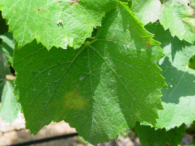 A single oil spot about the size of a 20 cent coin on a grapevine leaf