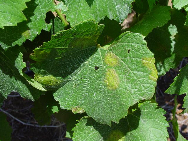 A grapevine leaf with several downy mildew oilspots that have a chocolate coloured halo