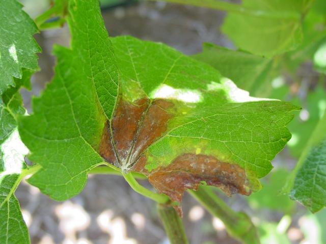 A grapevine leaf with a downy mildew infection that is brown in the centre where it has died but remains active on the edge indicated by the yellow outer ring