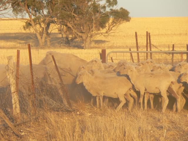 A mob of sheep is breaking through into alternate paddock as a gate has been left open.