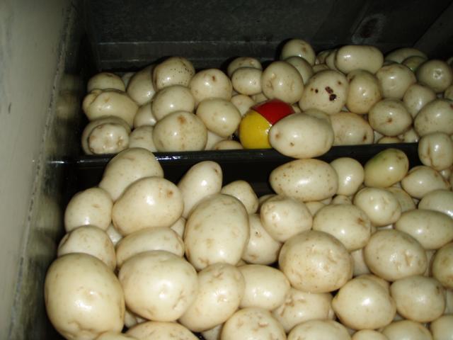 Harvested potatoes showing the Smart Spud which is used to measure impacts during the handling processes