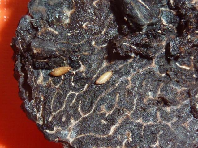 fly larvae on rotten truffle