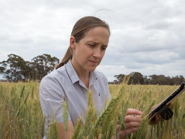 Kelly Ryan (DPIRD) with an ipad in a paddock of wheat