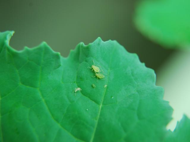 Green peach aphid and nymph