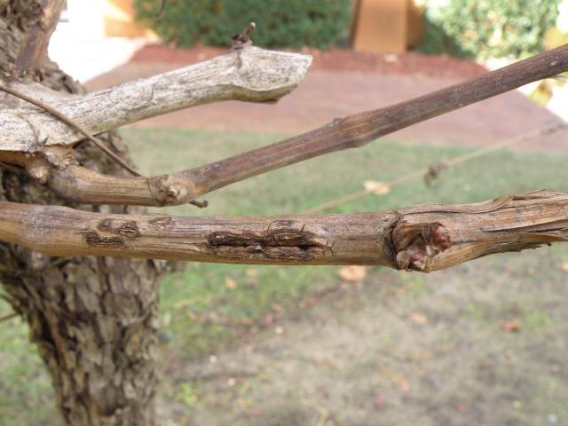 grapevine wood with blackspot canker