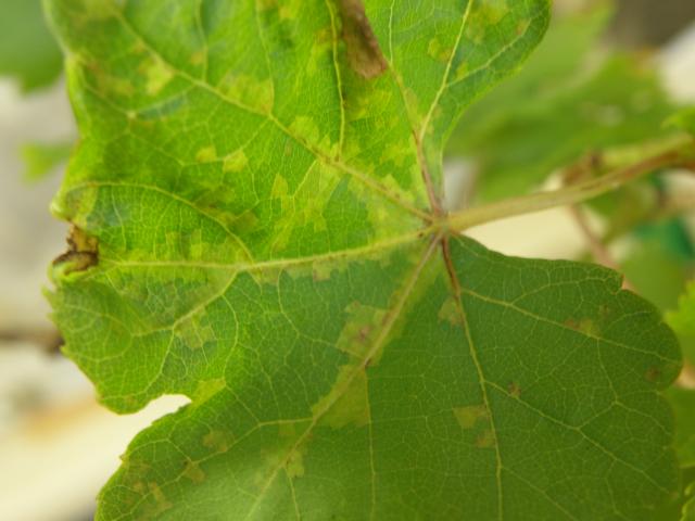 Underside of a grapevine leaf infected with downy mildew, the infection is constricted by the leaf veins causing a mosaic appearance