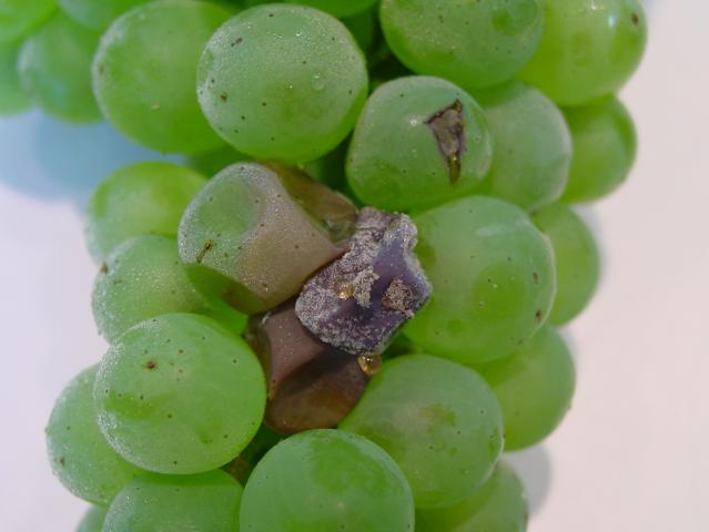 Botrytis infected grape
