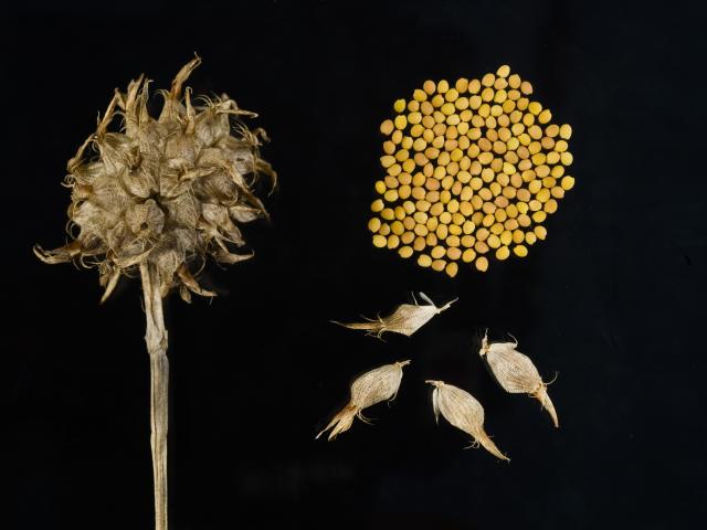 Bartolo dry flower head and seeds