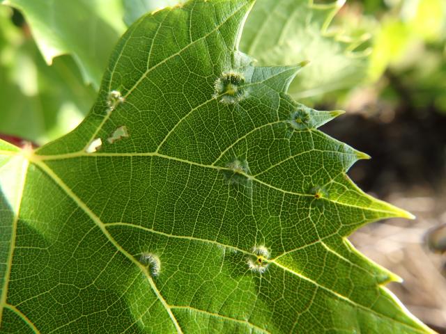 Phylloxera galls on an American hybrid vine in New York State