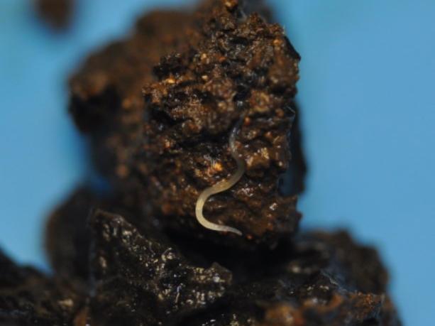 pot worm on truffle