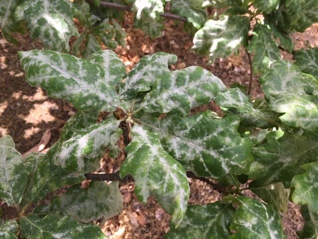 oak leaf with powdery mildew symptoms