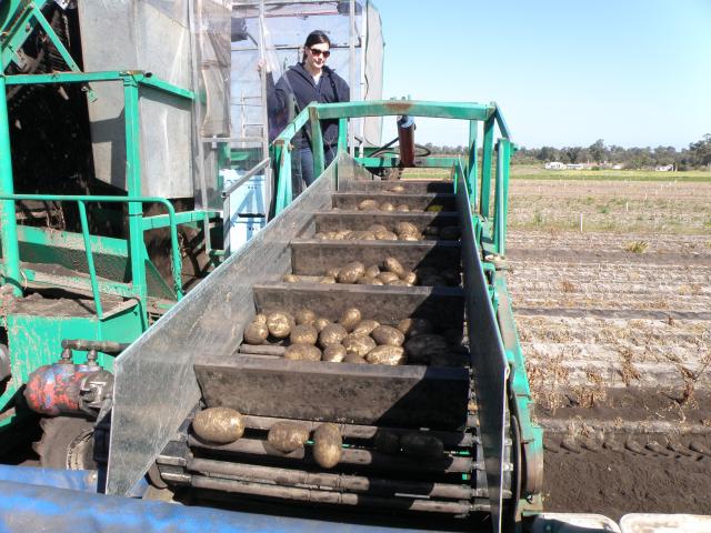Harvesting potatoes showing the tubers on the elevator