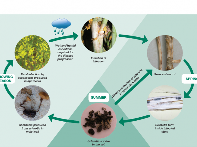 Lifecycle of sclerotinia stem rot showing how disease develops and spreads