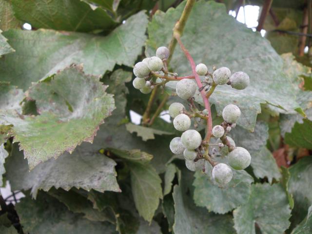 Powdery mildew on a grape vine.