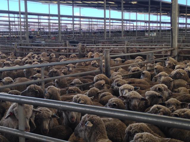 Sheep in saleyards