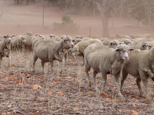 Ewes grazing on stubbles will look for grain once the stubbles have been depleted