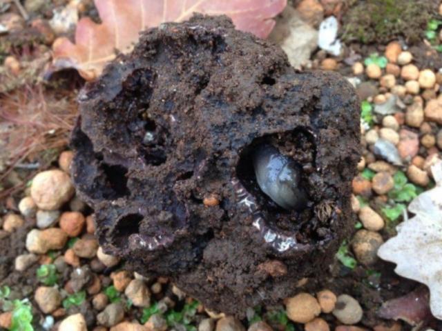 Slug present in damaged truffle