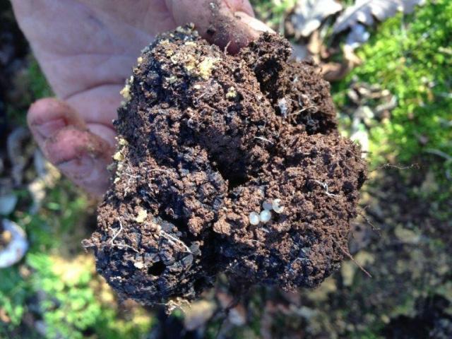 slug eggs on a freshly dug truffle