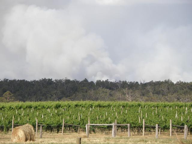 A vineyard with smoke rising from behind a ridge