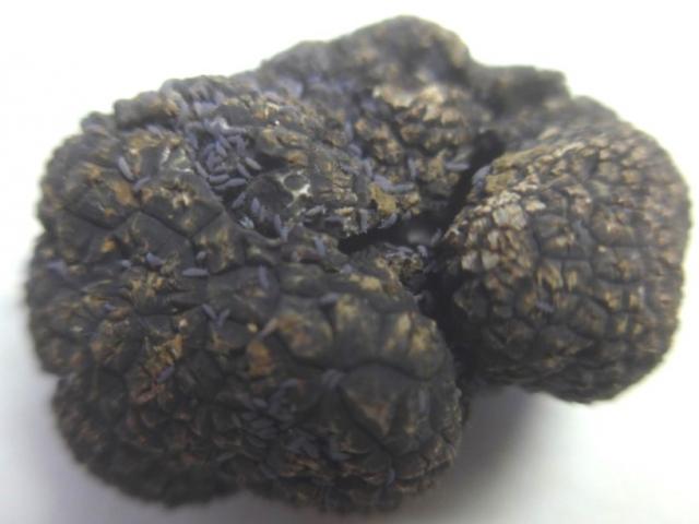 springtails on truffle
