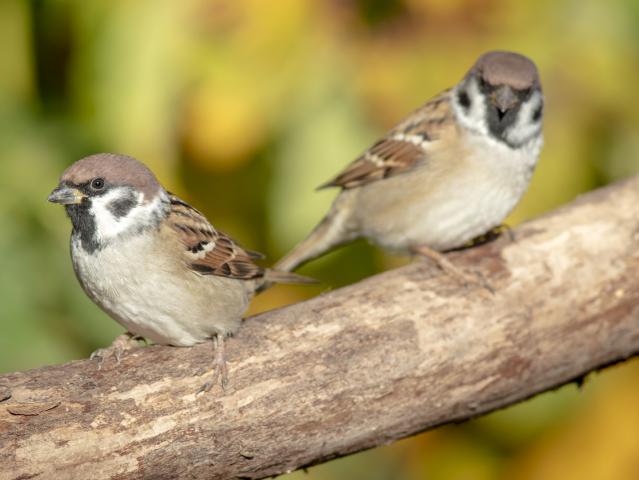 Tree sparrows