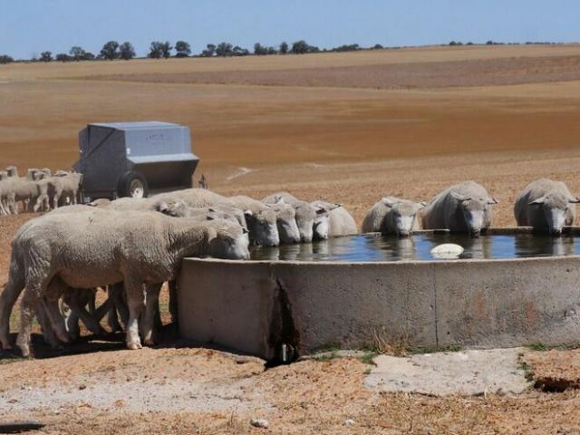 Sheep at a trough