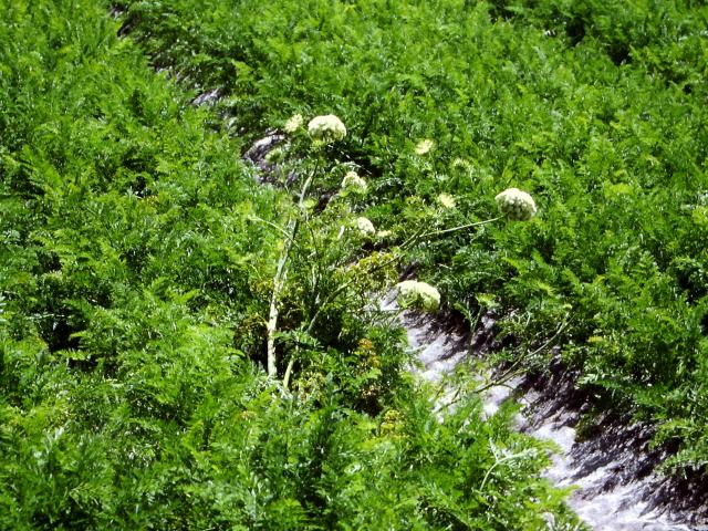 A volunteer carrot that is flowering in a 10 week old carrot crop can be a source of virus infection of the youn crop