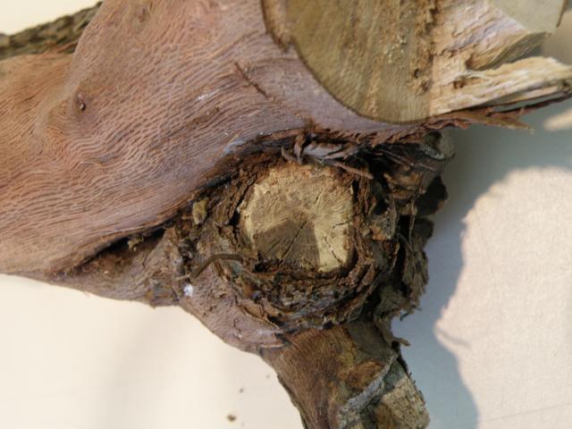 Grape arm showing characteristic wedge shaped lesions of dead tissue which become obvious when shoots or arms are viewed in transect at pruning