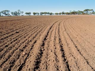 Ploughed paddock