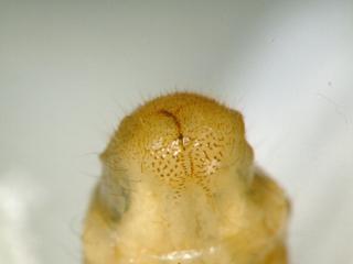 Heteronyx obesus larvae identification