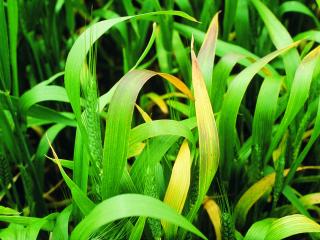 Barley yellow dwarf virus infection of wheat