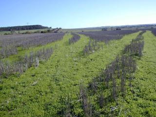 Biserrula regeneration after wheat in the Chapman Valley, Western Australia