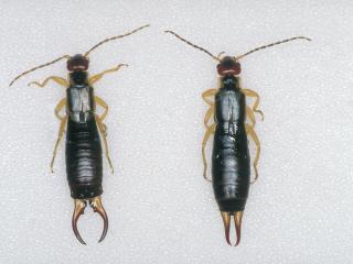 European earwig: Left is a male, Right is a female